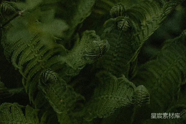 高清摄影 一张绿色植物的特写，叶子清晰可见。