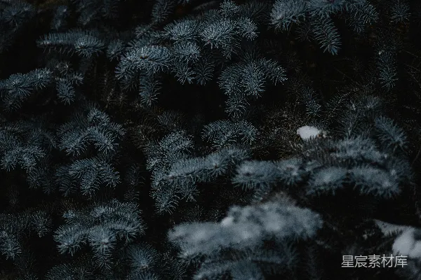 高清摄影 松树上覆盖着雪的特写镜头