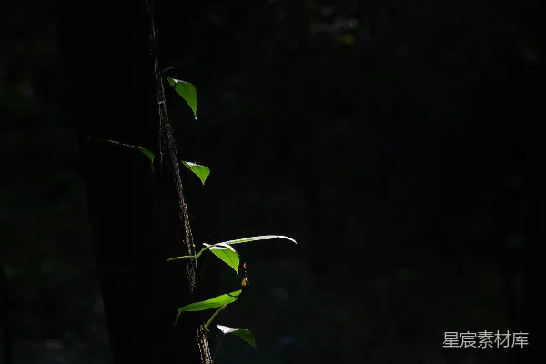 高清摄影 一棵长着绿叶的高大树木