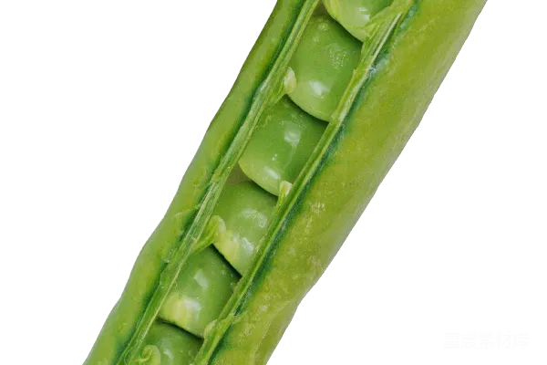 元素素材 豌豆