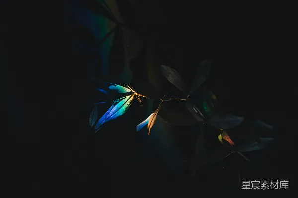 高清摄影 彩虹棱镜光透过干燥的树枝