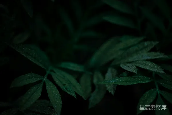 高清摄影 一些树叶的特写