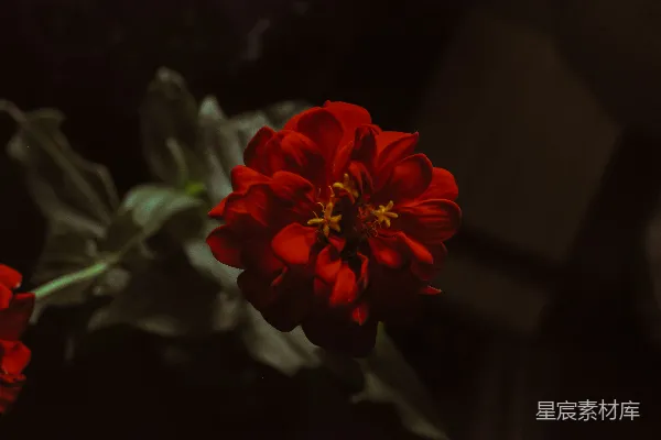 高清摄影 红色花瓣的花
