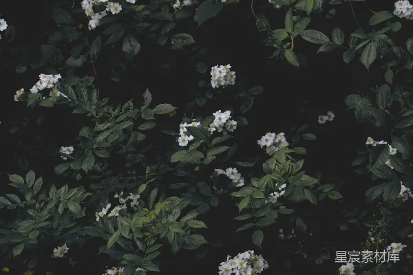 高清摄影 带有绿叶的白色花朵