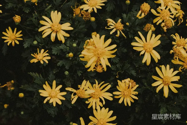 高清摄影 黄色的花和绿色的叶子
