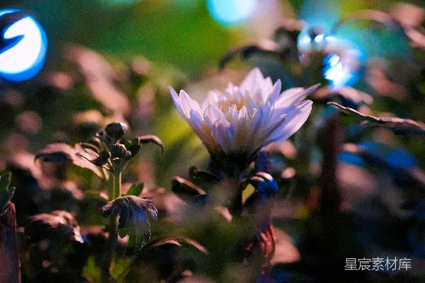 高清摄影 田野中一朵白色的花的特写