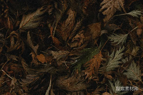 高清摄影 地上的树叶一堆