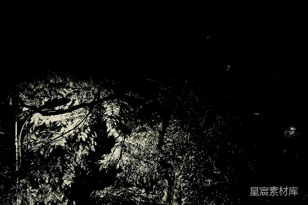 高清摄影 一棵树上覆盖着雪。