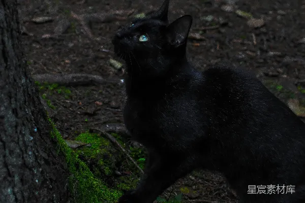 高清摄影 一只黑猫坐在地上
