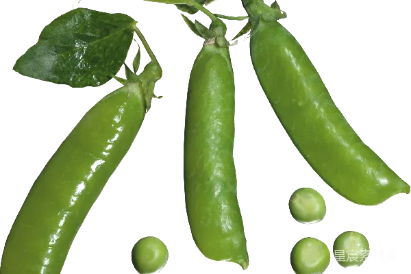 元素素材 豌豆