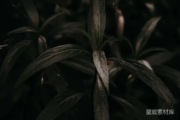 高清摄影 在黑暗中，一株绿叶植物的特写。