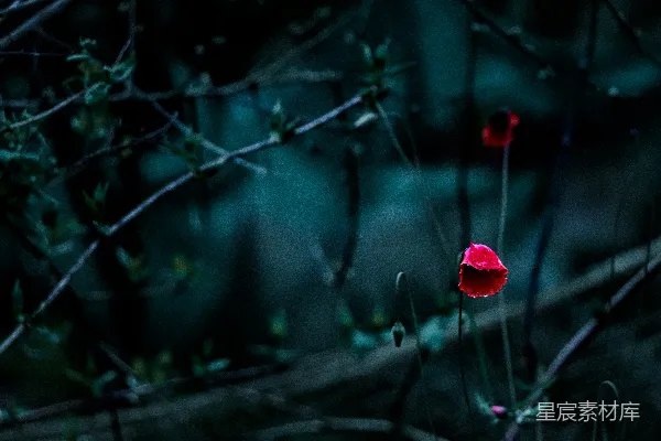 高清摄影 两朵红花