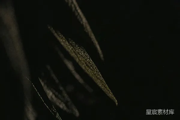高清摄影 一张黑白照片，树叶在黑暗中。
