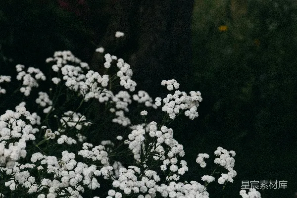 高清摄影 一簇白色的花在草地上