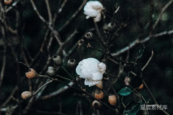 高清摄影 一棵树上长了一朵白花。