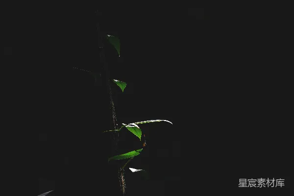 高清摄影 黑暗房间里的黑背景下的一株植物