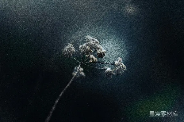 高清摄影 一株植物的特写，上面有小而白色的花朵。
