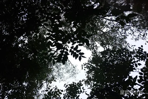 高清摄影 一张黑白照片，描绘了树木和天空。