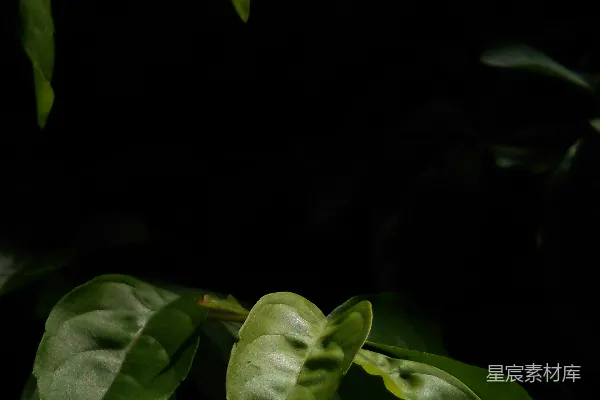 高清摄影 黑底绿叶