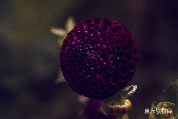 高清摄影 一朵紫色的花和绿色的叶子背景