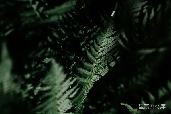 高清摄影 深绿色的蕨类植物填满了画面。