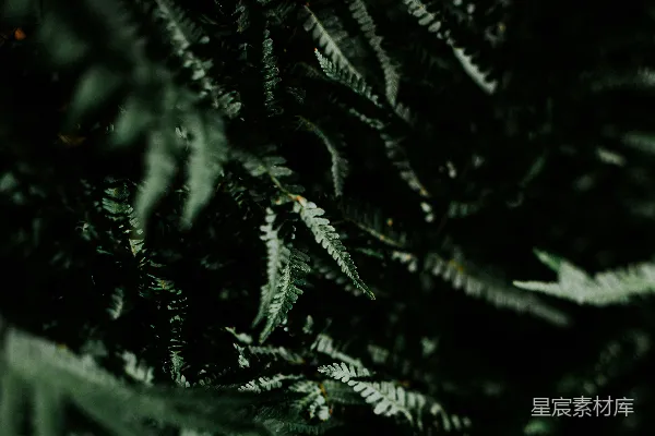 高清摄影 绿色的蕨类植物营造出一片浓密、幽暗的森林景象。