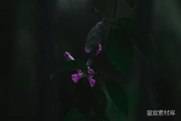 高清摄影 一株开有紫色花朵的树枝在黑暗的森林中。