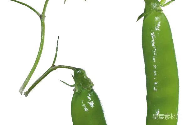 元素素材 豌豆