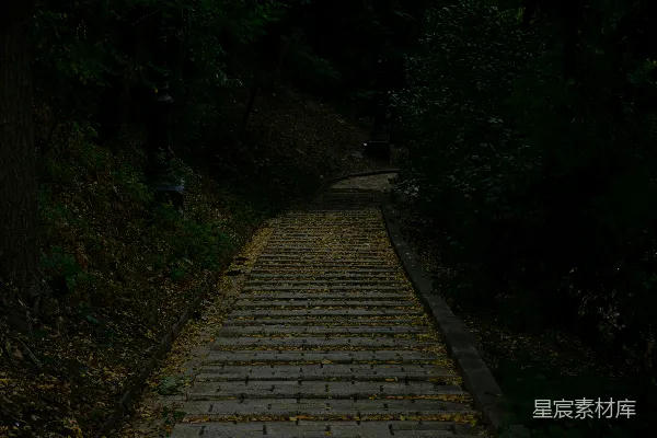 高清摄影 一条穿过森林中的石子小路