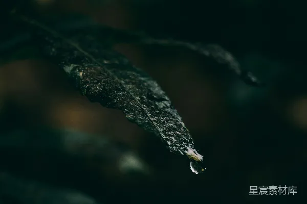 高清摄影 一张树叶的特写，背景模糊不清。