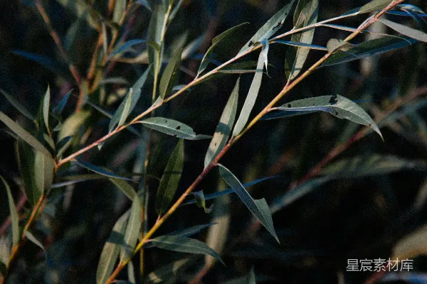 高清摄影 一株绿色叶子的植物特写