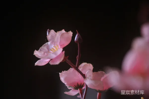 高清摄影 花瓶里粉红色的花的特写