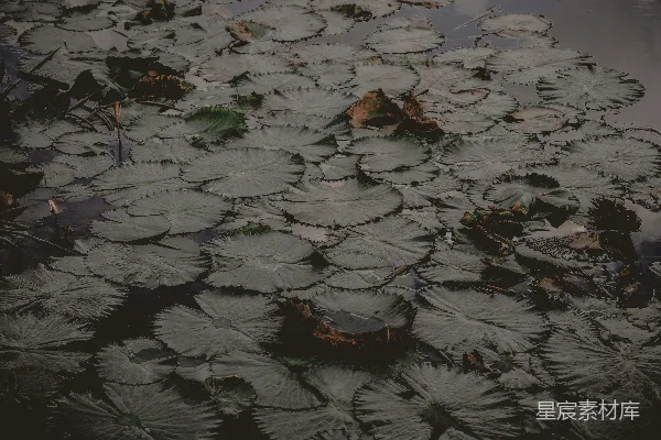 高清摄影 一片树叶漂浮在水面上。