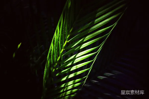 高清摄影 一株棕榈叶在黑暗中特写的场景