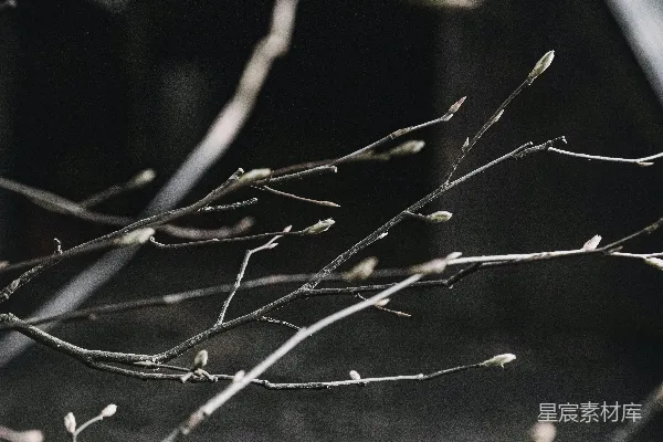 高清摄影 一幅黑白照片中的一根树枝