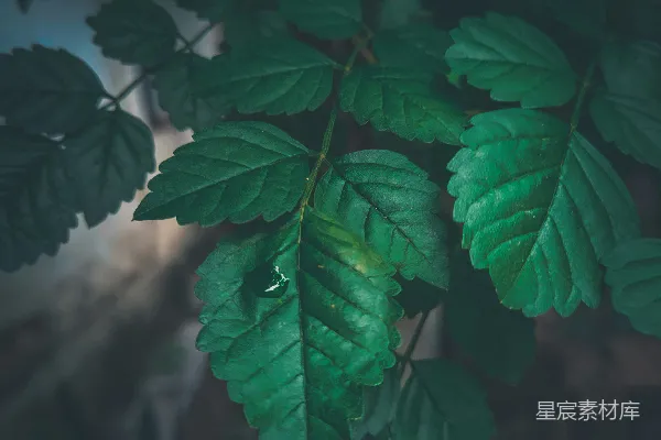 高清摄影 一株绿色的植物特写