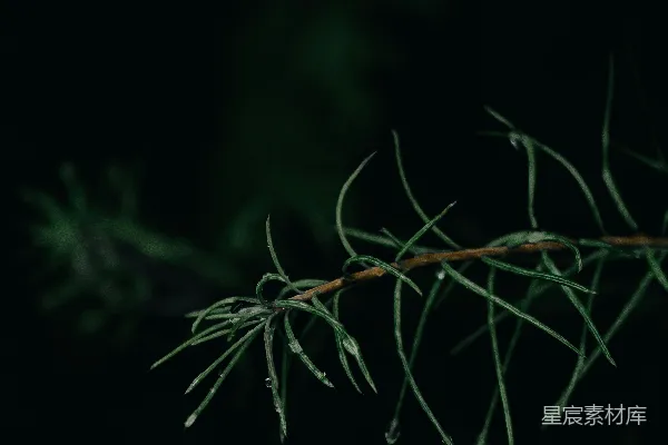 高清摄影 一株植物的特写，背景较暗。