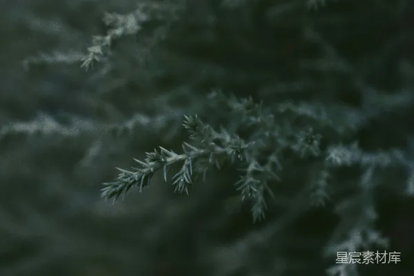 高清摄影 一张模糊背景中的树枝特写照片