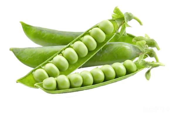 元素素材 豌豆