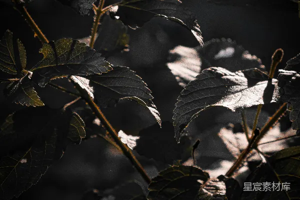 高清摄影 一些树叶的特写镜头
