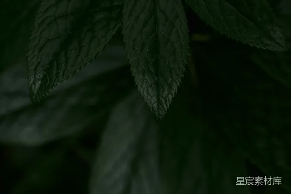 高清摄影 一张绿色植物的特写照片