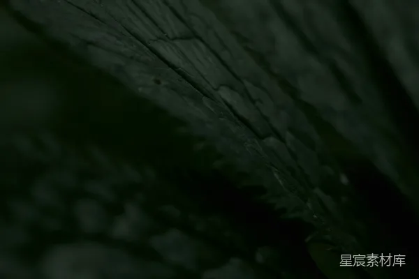 高清摄影 一张黑白照片，展示了一片叶子。