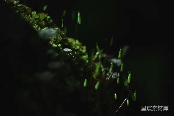 高清摄影 墙边的苔藓