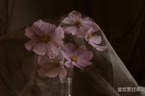 高清摄影 桌子上摆着一盆粉红色的花的花瓶