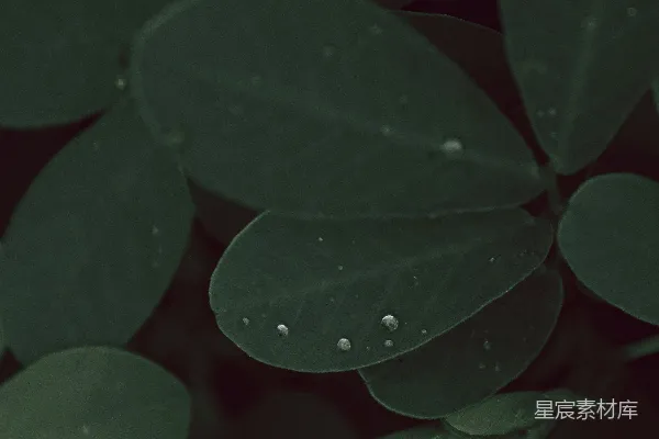 高清摄影 一张树叶植物的特写照片，上面有水滴。