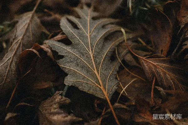 高清摄影 一地落叶