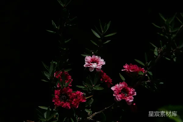 高清摄影 一束插在花瓶里的花