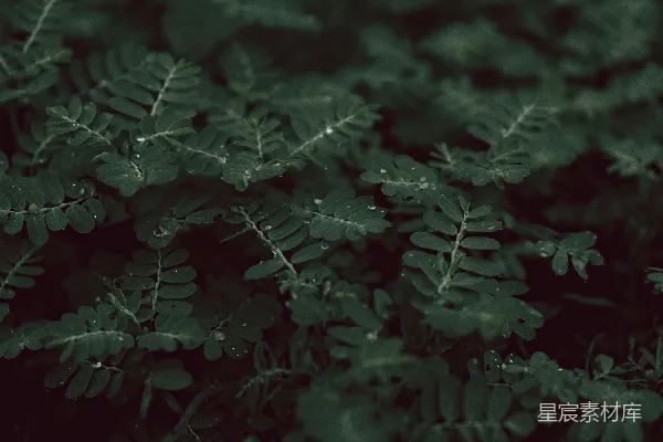 高清摄影 一株长满绿叶的植物的特写。