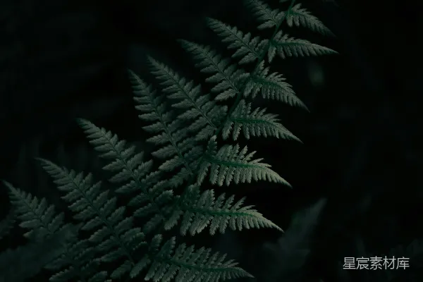 高清摄影 一株植物的特写
