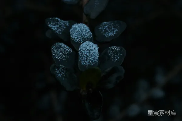 高清摄影 一朵上面有雪的花的特写。